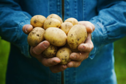 Opbrengst aardappelen per hectare