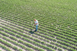 Opbrengst uien per hectare