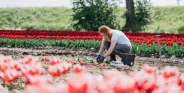 Opbrengst bloembollen per hectare